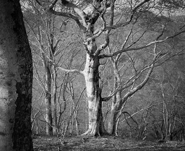 高橋和孝 Kazutaka Takahashi「こだまの領域_1」