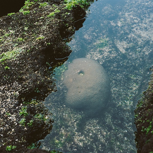 吉井ただゆき Tadayuki Yoshii「そうではないもの〜cord01_1」