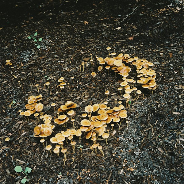 吉井ただゆき Tadayuki Yoshii「そうではないもの〜cord01_2」