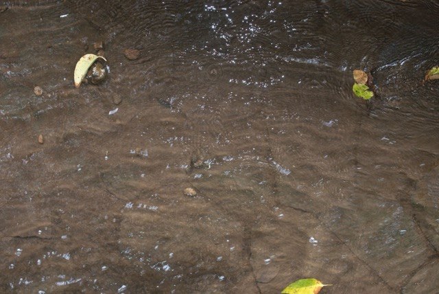 野村昌平 Shohei Nomura「ナナフシ_1」