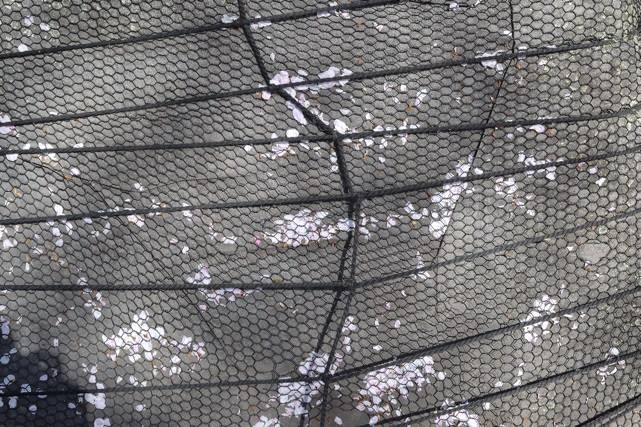 野村昌平 Shohei Nomura「ナナフシ_4」