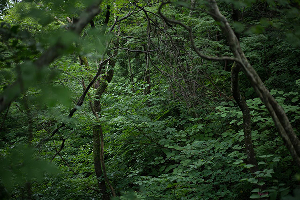 高橋和孝 Kazutaka Takahashi「こだまの領域_2」