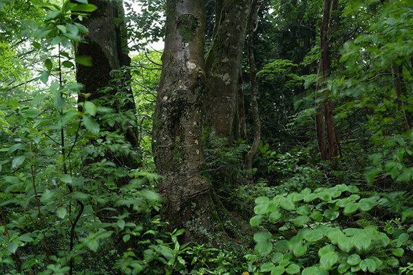 高橋和孝 Kazutaka Takahashi「こだまの領域_3」
