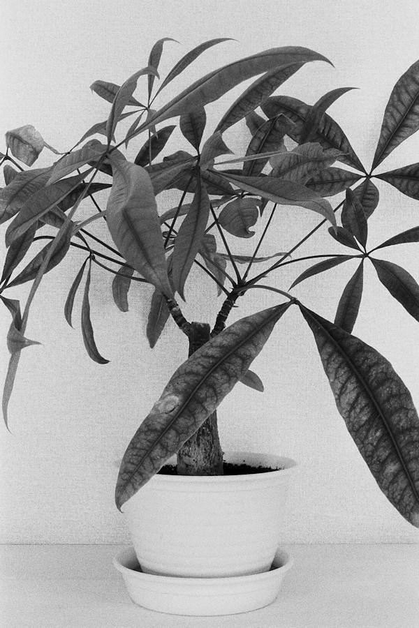 小山内大輔 Daisuke Osanai「unnatural_2」