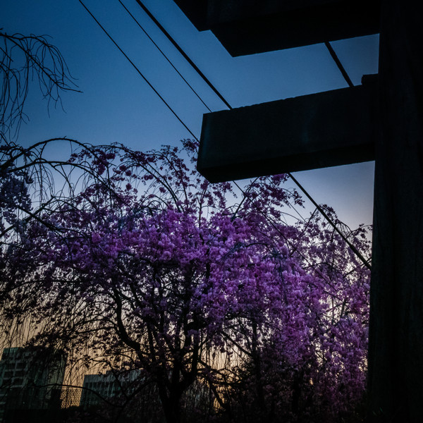 佐藤圭司 Keiji Sato「桜にゑびす_1」