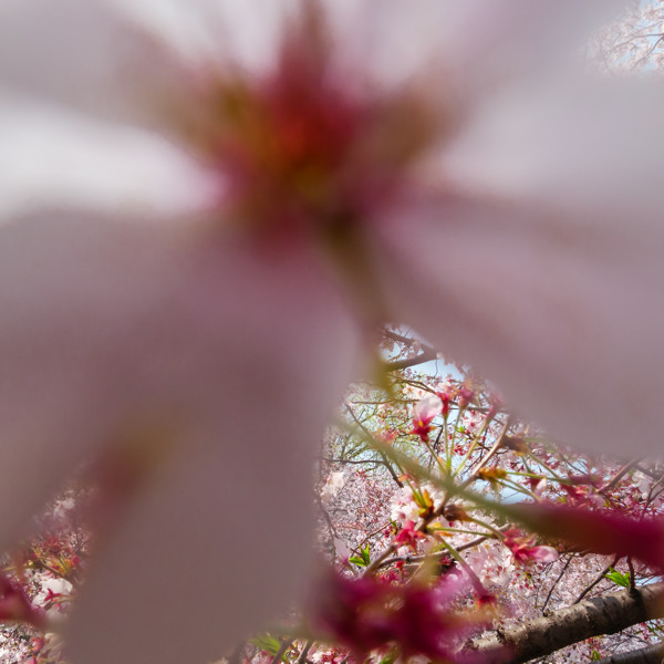 佐藤圭司 Keiji Sato「桜にゑびす_2」