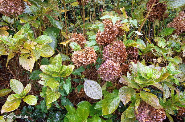 吉田耕司 Koji Yoshida<br />小松透 Toru Komatsu<br />佐藤充 Mitsuru Sato<br />坂本謙一 Kenichi Sakamoto「RED Photo Gallery 4周年記念 メンバー展_1」