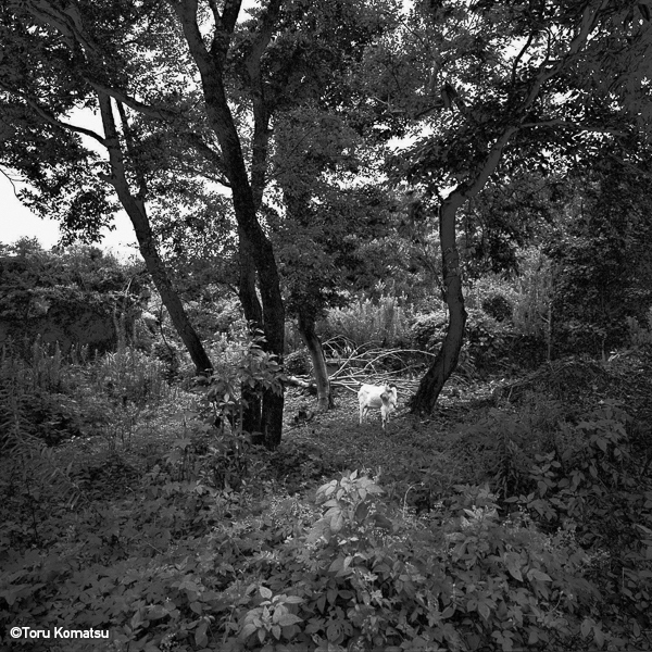 吉田耕司 Koji Yoshida<br />小松透 Toru Komatsu<br />佐藤充 Mitsuru Sato<br />坂本謙一 Kenichi Sakamoto「RED Photo Gallery 4周年記念 メンバー展_2」