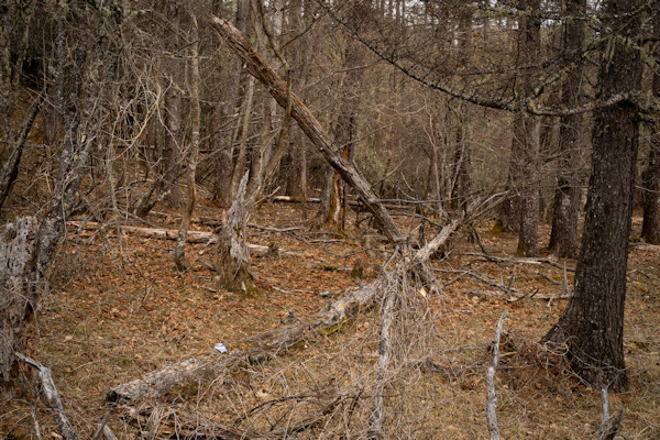 高橋和孝 Kazutaka Takahashi「こだまの領域_1」