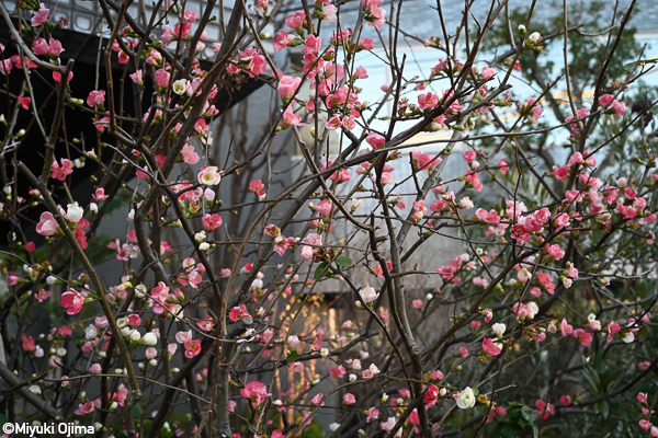 西村勇人 Hayato Nishimura<br />ハワード Howard Weitzman<br />木村英一郎 Eiichiro Kimura<br />小島三幸 Miyuki Ojima「RED Photo Gallery ５周年記念 メンバー展<br />1ST WEEK_4」