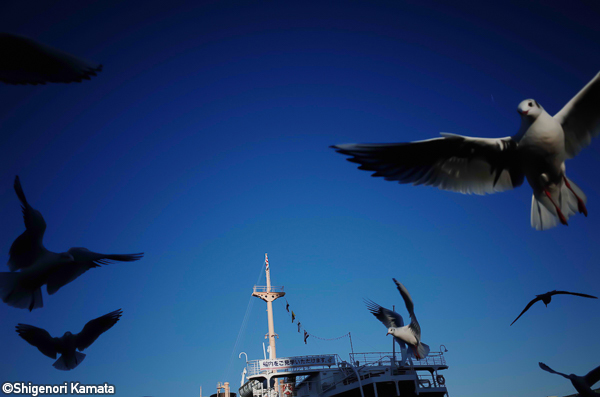 佐藤圭司 Keiji Sato<br />佐藤充 Mitsuru Sato<br />鎌田篤慎 Shigenori Kamata<br />坂本謙一 Kenichi Sakamoto「RED Photo Gallery ５周年記念 メンバー展<br />2ND WEEK_3」