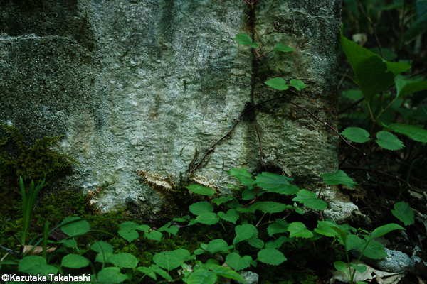 高橋和孝 Kazutaka Takahashi<br />中川仁史 Satoshi Nakagawa<br />小松透 Toru Komatsu<br />吉田耕司 Koji Yoshida「RED Photo Gallery ５周年記念 メンバー展<br />3RD WEEK_1」