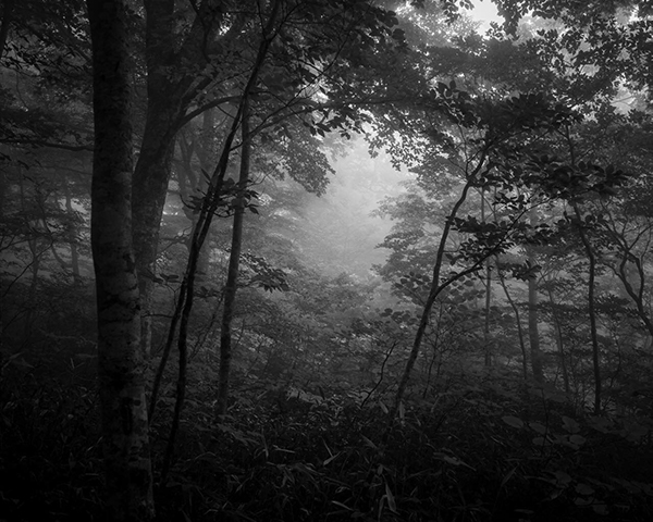 高橋和孝 Kazutaka Takahashi「こだまの領域 SylvanSpirit_1」