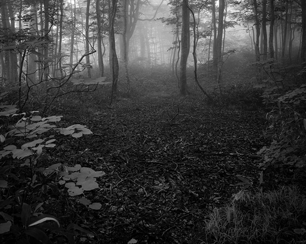 高橋和孝 Kazutaka Takahashi「こだまの領域 SylvanSpirit_2」