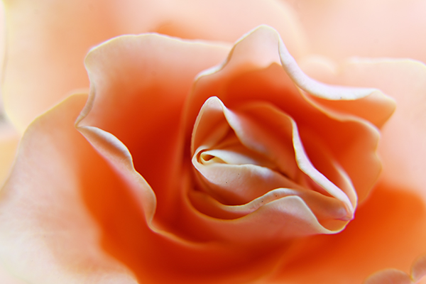 小島三幸 Miyuki Ojima「at home_2」