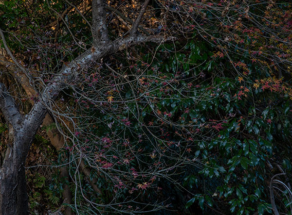 ハラヨウコ Yoko Hara「鬱然_1」