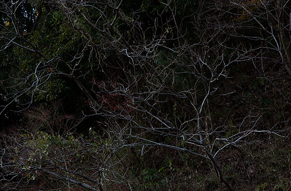 ハラヨウコ Yoko Hara「鬱然_2」