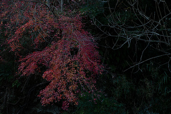 ハラヨウコ Yoko Hara「鬱然_3」