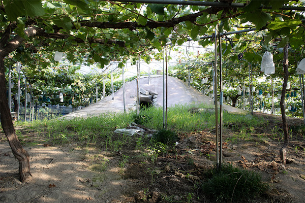 西村勇人 Hayato Nishimura「Mounds_2」