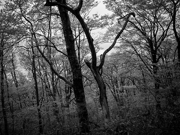 高橋和孝 Kazutaka Takahashi「こだまの領域_1」