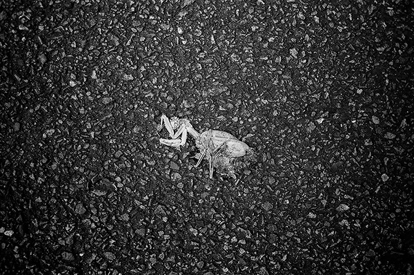 蒲原裕 Yu Kamohara「不整脈 II_3」