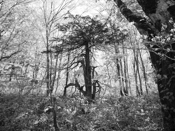 高橋和孝 Kazutaka Takahashi「シェーン・ベルク_1」