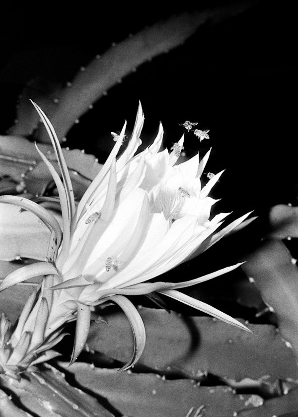 黃弘川 Wong Wang Chuen「1839 当代芸廊(台湾)×RED Photo Gallery 交流展<br />「The Water is Wide」_1」