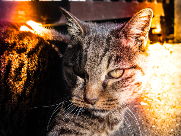 佐藤圭司 Keiji Sato「Tabby Cat」